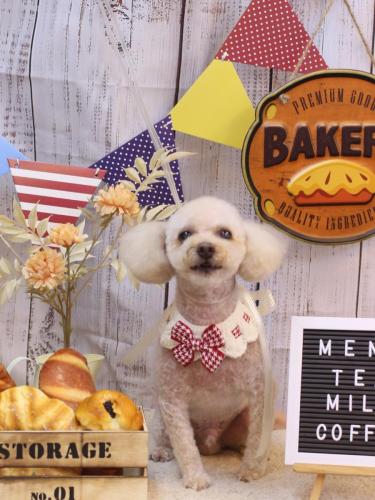 20240907もものすけくん